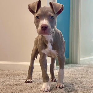 Meet your Posher, Camden